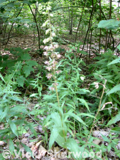 Killarney Park - Broad-leaved Helleborine orchid