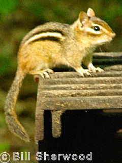 Killarney Park - chipmunk