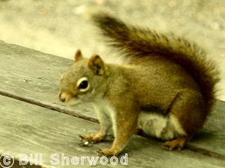 Killarney Park - red squirrel on picnic table