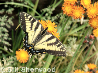 Canadian tiger swallowtail butterfly on marigolds