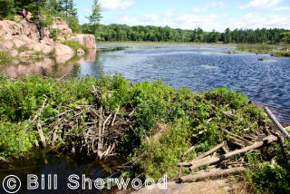 Killarney Park - beaver dam and Cranberry Bog