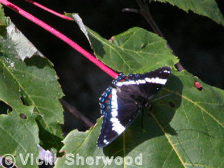 Killarney Park - Banded Purple butterfly