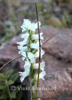 Killarney - Nodding Ladies' Tresses wild orchid