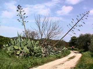 Agave americana