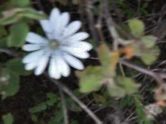 Anemone heldreichii