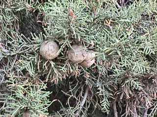 Cupressus horizontalis