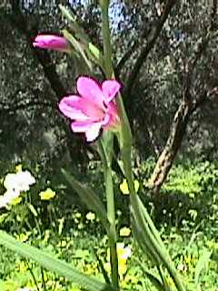 Gladiolus italicus