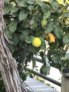 lemon tree