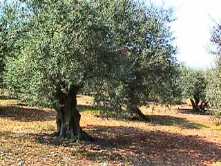 olive trees