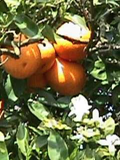 Oranges and blossoms