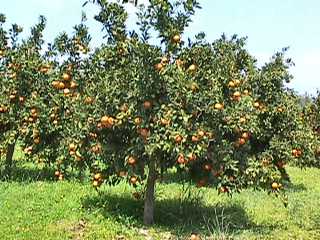 Orange trees