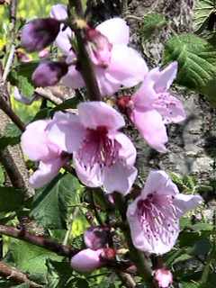 Prunus persica - Peach blossoms