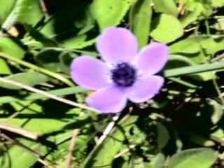 Anemone coronaria - var. cyanea