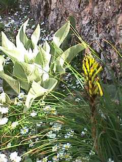 Asphodeline lutea