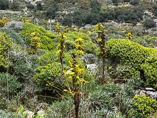 Asphodeline lutea