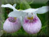 showy lady's slipper