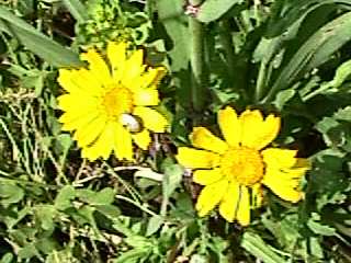 Chrysanthemum segetum