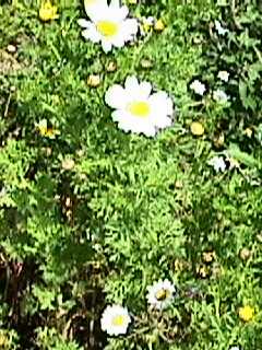 Chrysanthemum coronarium