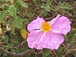 Cistus incanus subsp. creticus