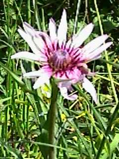 Crepis rubra