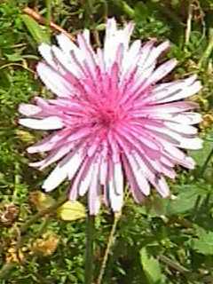 Crepis rubra