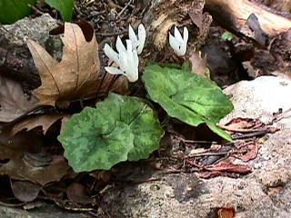 Cyclamen creticum