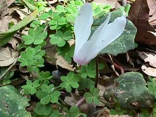 Cyclamen repandum