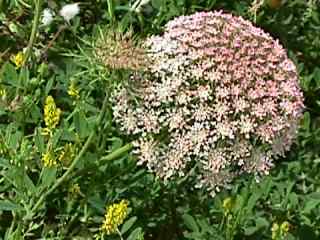 Daucus carota