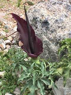 Dragon arum