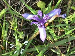 Gynandriris sisyrinchium