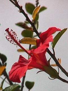 Hibiscus 