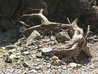 Dead tree in Imbros Gorge