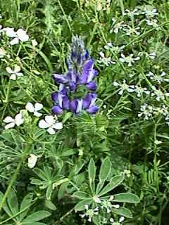 Lupinus albus subsp. graecus