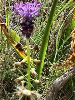 Muscari cycladicum