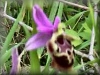 Ophrys Orchid