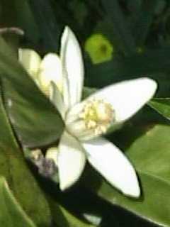 Citrus sinensis - Orange blossom