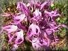 Orchis Orchid