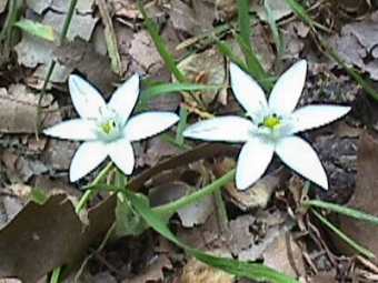 Ornithogalum divergens - Star of Bethlehem