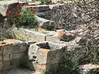 Phestos - poppies growing on broken walls