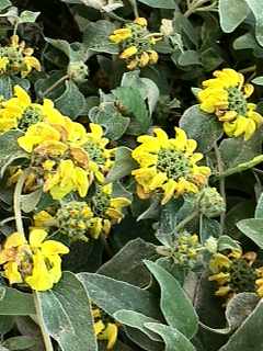 Phlomis cretica 