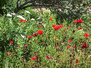 Papaver rhoeas - Poppies