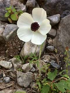 Ranunculus asiaticus - white