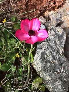 Ranunculus asiaticus - red