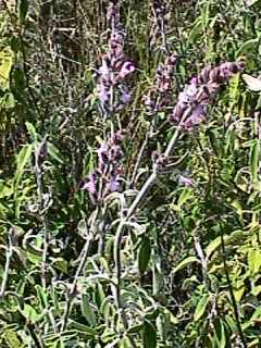 Salvia - Sage