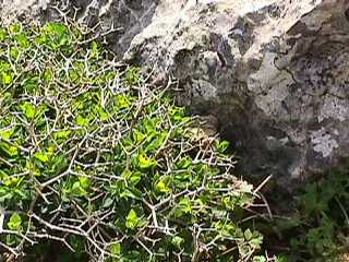 Sarcopoterium spinosum