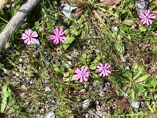 Silene colorata - Campion