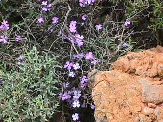 Small blue flowers