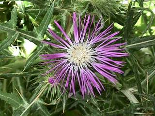 Thistle