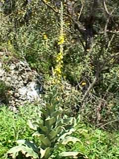 Verbascum