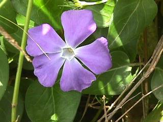 Vinca major - Periwinkle